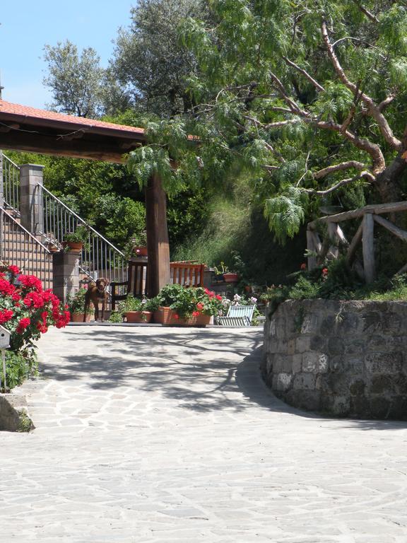 Agriturismo L'Olivara Villa Piano di Sorrento Exterior photo